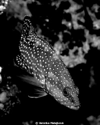 Olympus C 8080, black and white styl by Veronika Matějková 